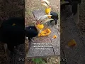 Download Lagu burung rangkong jinak #birds #nature #burung #burungrangkong #rangkong