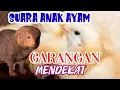 Download Lagu Suara anak ayam untuk pikat garangan di jamin mendekat