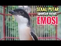 Download Lagu Suara Pancingan Cendet Gacor Toet Toet Hanya Sekali Putar Spontan Bikin Cendet Lain Nyaut Emosi
