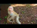 Download Lagu Jacee is delighted when Jovi return playing with her while Joyce agree to play with LYNx is normal