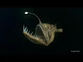 The Ugliest Angler-fish Attacks a Shrimp Very Rare Footage 2021