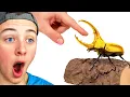 BeckBros Watch Deadliest Insects vs Finger