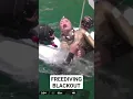 Download Lagu FREEDIVING COMPETITION BLACKOUT