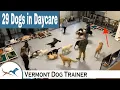 Dog Daycare with 29 Dogs