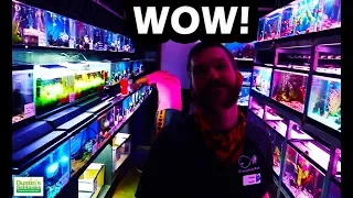 FISH STORE TOUR AWESOME Aquarium Shop - Absolutely Fish