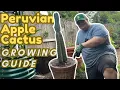 Peruvian Apple Cactus Growing Guide