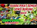 Download Lagu SUARA PIKAT SEMUA JENIS BURUNG KECIL- DIJAMIN AMPUH 