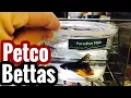 Petco Baby Betta Fish Controversy