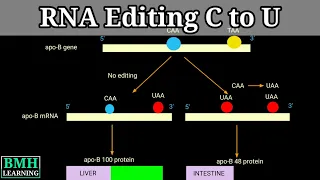 RNA Editing By Nucleotide Substitution RNA Editing By Deamination C To U RNA Editing