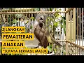 Lagu 3 Langkah Pemasteran Anakan Trucukan Yang Benar Agar Cepat Mengeluarkan Isiannya