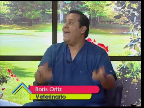 Cuidado de las mascotas en la lluvia