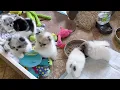 Tiny pom puppies California Pomeranian breeders
