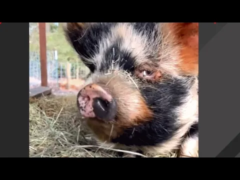 Pig with human-like eyes was dumped for heartbreaking reason