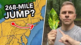 This Forest Disease Is Spreading in a Strange Way