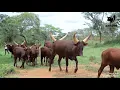 Download Lagu Ente itamba, ekyevugo kya Nkore.