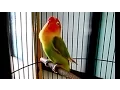 Download Lagu INI DIA LOVEBIRD SRI REJEKI CALON PENANTANG LOVEBIRD KUSUMO DI PRESIDEN CUP