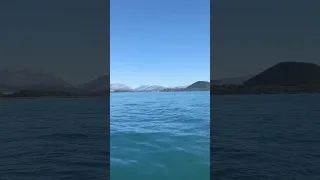 Dolphins came to play today 😍🐬