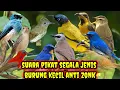 Download Lagu suara pikat segala jenis burung kecil ampuh pikat burung bandel yang cuma di atas susah turun a17