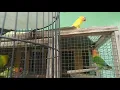 Download Lagu Rezeki nomplok dapat bandangan lovebird