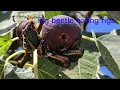 The fig beetle