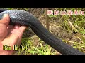 Download Lagu Hết Nói Con Hổ Đất Đen Bóng Chà Bá Thêm Con Sáp Vàng | Đam Mê Săn Bắt