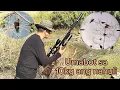 Lagu Airgun Bird Hunting Ph