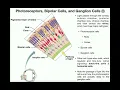 Anatomy Vision Part 1 Retina Photoreceptors Bipolar Cells Ganglion Cells