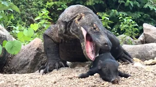 VIRAL !! LARGE KOMODO VS BABY WILD BOAR 