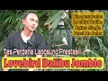 Lagu LOVEBIRD BALIBU JOMBLO | BALIBU BETINA SINGLE TIPS PERAWATANNYA VERSI Mr.BELER