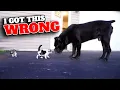 Cane Corso Sensitivity Is an Important Breed Trait To Understand