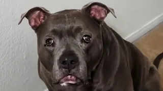 Talking Pitbull Tells Dad He's Stuck! Even His Brother Starts talking 😳🤯
