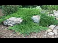 How to Prune Spreading Junipers to Accent Your Landscape Not Cover It Up