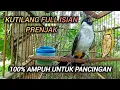 KUTILANG GACOR FULL ISIAN PRENJAK 100% AMPUH UNTUK PANCINGAN \u0026 MASTERAN KUTILANG LAIN.