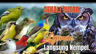 suara pikat sogon betina kombinasi prenjak stater u0026 burcil ribut 