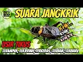 Download Lagu Suara Jangkrik Pengusir Tikus, Pengantar Tidur, Masteran Burung (Tanpa Iklan)