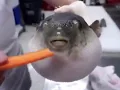 Puffer fish moaning meme