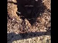 Planting a Maple tree