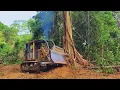 Download Lagu Labiausiai kvalifikuotas „Dozer“ operatorius lengvai naudoja daugybę didžiulių medžių, naudodamas