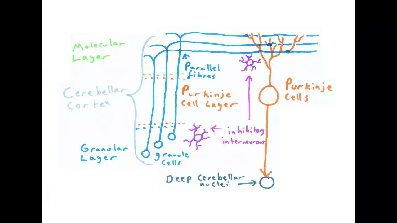 The Cerebellum