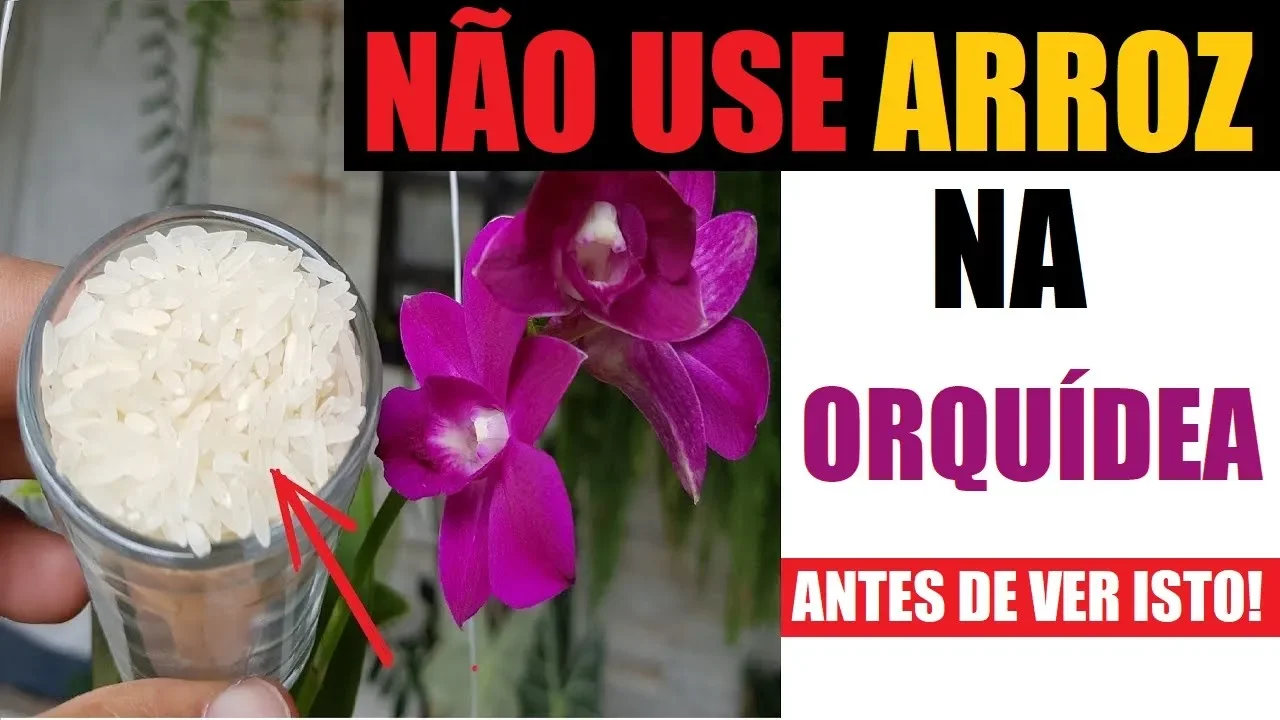 NÃO USE ARROZ NA ORQUIDEA (ANTES DE VER ISTO)