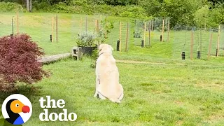 Dog Waits Every Day In The Same Spot For His Missing Friend | The Dodo