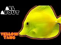 All About The Yellow Tang