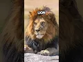 How animals with Down syndrome looks like