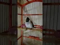 Download Lagu Suara burung kutilang nyerecet pagi pagi #shorts