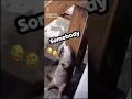 Download Lagu Ive been a nasty girl otter dancing! #meme #makethisblowup