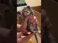 Download Lagu Help kitten poop