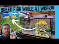 Nano Fish BREEDING Made EASY Automatic Egg Collector V4 0