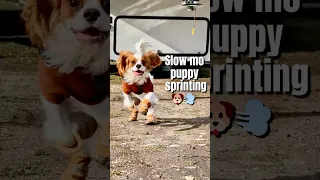 Slow mo puppy sprinting 🐶💨  #cavalierkingcharlesspaniel #cutedogs #viralpost2024 #dogs