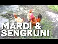 Download Lagu Ayam SENGKUNI \u0026 MARDI