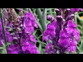 Download Lagu Best plants for pollinators: Linaria purpurea, the purple toad-flax, the most beautiful garden weed